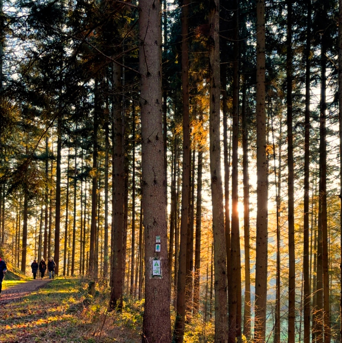 Herbstlicher Waldweg im Liesertal